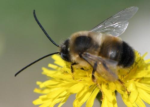 Réf. 247 194 : Eucera nigrilabris
